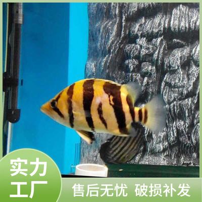 印尼虎魚苗飼料選擇指南，印尼虎魚苗飼料選擇指南印尼虎魚苗活餌安全處理方法