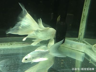 綠皮皇冠豹魚適宜水溫范圍，綠皮皇冠豹魚水質(zhì)管理技巧綠皮皇冠豹魚水質(zhì)管理技巧 觀賞魚市場(chǎng)（混養(yǎng)魚） 第5張