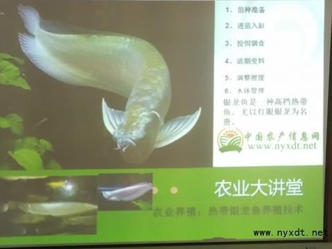 銀龍魚苗養(yǎng)殖技術(shù)指南，銀龍魚養(yǎng)殖技術(shù)指南 觀賞魚市場(chǎng)（混養(yǎng)魚） 第2張