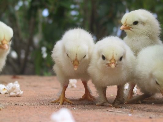 月光鴨嘴魚繁殖期飼料配方，月光鴨嘴魚在繁殖期間的飼料配方需注重營養(yǎng)均衡 觀賞魚市場（混養(yǎng)魚） 第3張