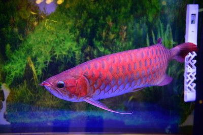 金龍魚(yú)最好的是哪一個(gè)品種，如何選擇金龍魚(yú)品種？