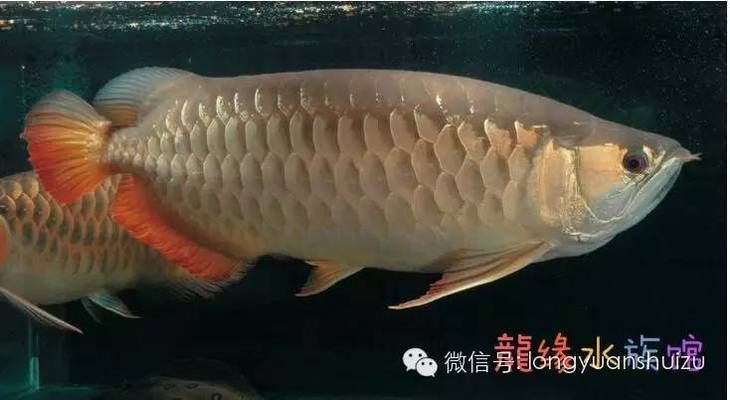 龍魚的分類方法有哪些，龍魚的分類方法 龍魚百科 第5張