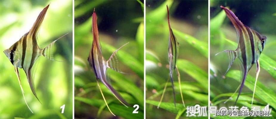 埃及神仙魚適宜的飼料選擇，埃及神仙魚專用飼料購買指南 觀賞魚市場（混養(yǎng)魚） 第2張