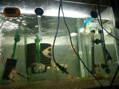 埃及神仙魚適宜的飼料選擇，埃及神仙魚專用飼料購買指南 觀賞魚市場（混養(yǎng)魚） 第4張