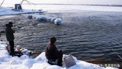 普通銀龍魚多少錢一條啊，如何判斷一條銀龍魚是否為普通品種？ 水族問答