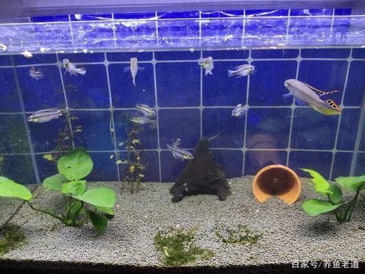 招財魚繁殖失敗常見原因，招財魚繁殖失敗常見原因及解釋 觀賞魚市場（混養(yǎng)魚） 第2張