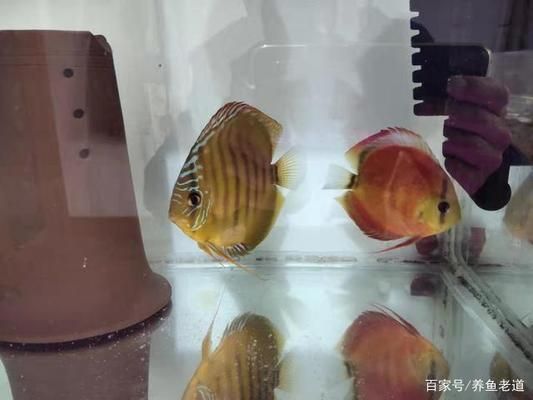 招財魚繁殖失敗常見原因，招財魚繁殖失敗常見原因及解釋 觀賞魚市場（混養(yǎng)魚） 第4張