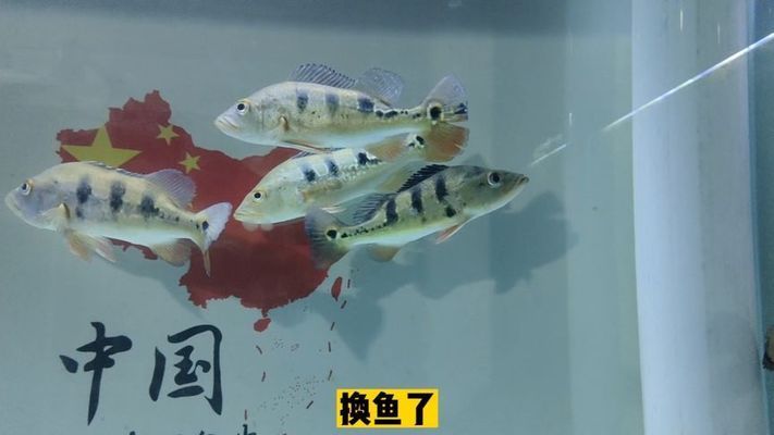 帝王三間魚與皇冠三間魚區(qū)別，帝王三間魚與皇冠三間魚的區(qū)別 觀賞魚市場（混養(yǎng)魚） 第2張