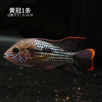 帝王三間魚與皇冠三間魚區(qū)別，帝王三間魚與皇冠三間魚的區(qū)別 觀賞魚市場(chǎng)（混養(yǎng)魚） 第3張