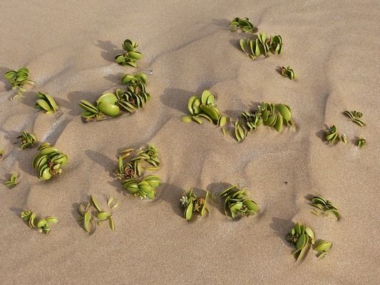 雷龍魚能長多快，如何判斷雷龍魚的生長速度 龍魚百科 第4張