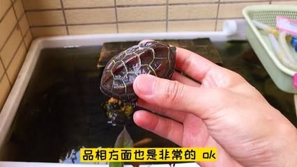 白化巴西龜飼料自制指南，白化巴西龜飼料自制指南白化巴西龜飼料自制指南 觀賞魚市場(chǎng)（混養(yǎng)魚） 第1張