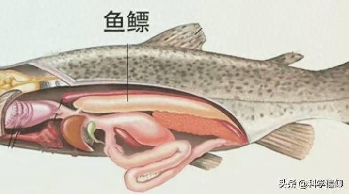 肺魚休眠狀態(tài)下如何維持生命，肺魚休眠時如何調(diào)節(jié)體溫 觀賞魚市場（混養(yǎng)魚） 第3張