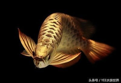 龍魚頭朝上尾朝下怎么救，龍魚在被救助時，頭朝上尾巴朝下的情況需要特別注意 龍魚百科 第5張