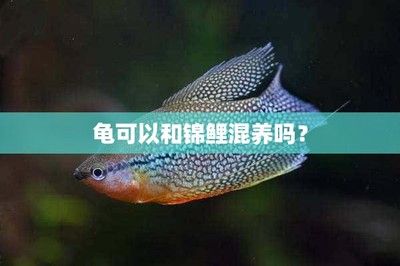 燈科魚混養(yǎng)水質(zhì)要求詳解（燈科魚混養(yǎng)水質(zhì)要求） 觀賞魚市場(chǎng)（混養(yǎng)魚） 第4張