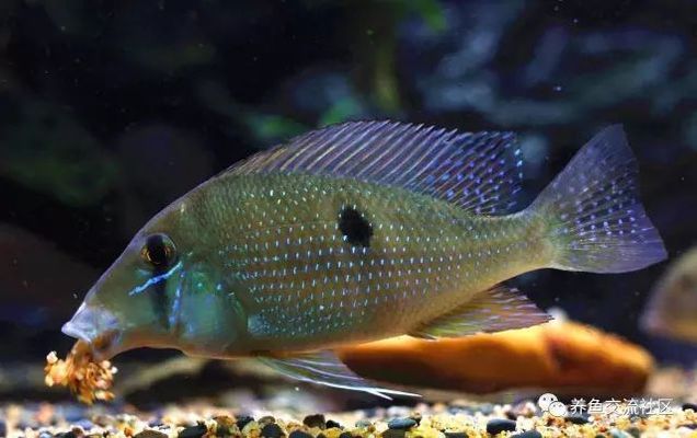 Acarichthys heckelii的原生環(huán)境（acarichthysheckelii分布在南美洲的亞馬遜河流域） 觀賞魚市場（混養(yǎng)魚） 第1張