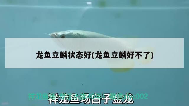 龍魚輕微立麟怎么辦（龍魚輕微立鱗可以采取以下措施進(jìn)行處理確保水質(zhì)良好） 龍魚百科 第2張