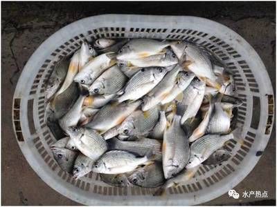 黃鰭鯧魚飼料保存方法（黃鰭鯧魚飼料怎么保存） 觀賞魚市場（混養(yǎng)魚） 第3張