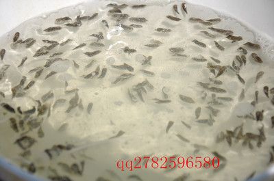 黃鰭鯧魚飼料保存方法（黃鰭鯧魚飼料怎么保存） 觀賞魚市場（混養(yǎng)魚） 第2張