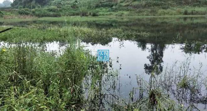 如何挑選健康的元寶鯽魚（如何挑選健康的元寶鯽魚，挑選健康的元寶鯽魚需要注意以下幾點(diǎn)） 觀賞魚市場(chǎng)（混養(yǎng)魚） 第1張