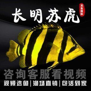 龍魚(yú)飼料十大排名（2024年的高端龍魚(yú)飼料十大品牌排名） 龍魚(yú)百科 第5張