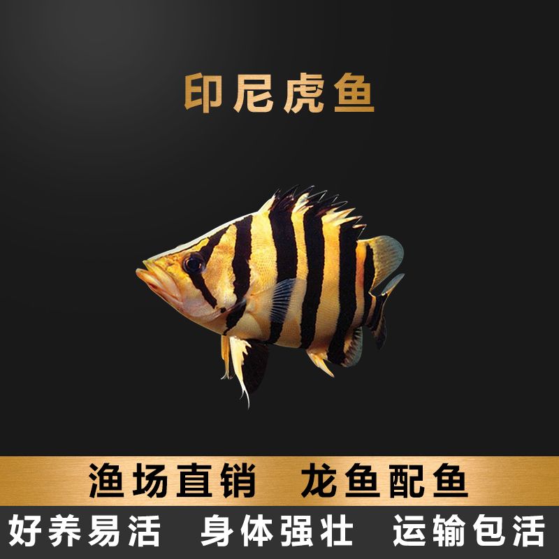 印尼三紋虎混養(yǎng)指南（印尼三紋虎混養(yǎng)水質(zhì)管理技巧） 觀賞魚市場（混養(yǎng)魚） 第4張