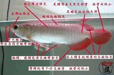 龍魚含義（龍魚養(yǎng)殖技巧有哪些） 龍魚百科 第2張