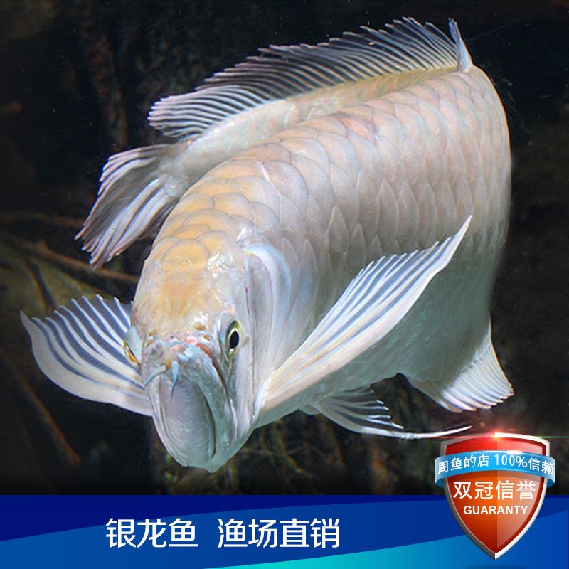 龍魚(yú)麻醉劑能把巨骨舌魚(yú)暈倒嗎（巨骨舌魚(yú)麻醉劑對(duì)巨骨舌魚(yú)進(jìn)行麻醉時(shí)需要注意以下幾點(diǎn)） 龍魚(yú)百科 第5張