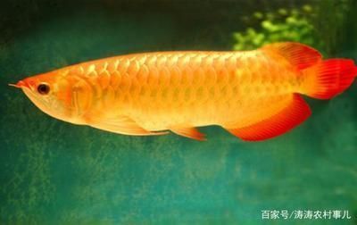 金龍魚應(yīng)該喂什么食物長得快（金龍魚專用飼料品牌推薦） 龍魚百科 第5張