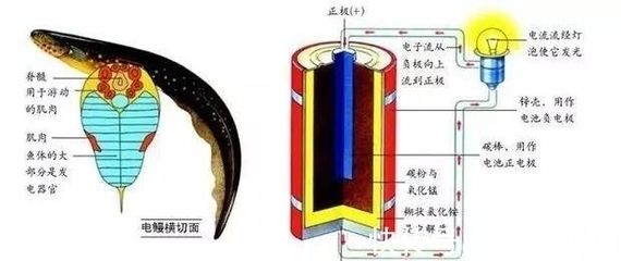 電鰻發(fā)電與傳統(tǒng)發(fā)電方式比較（電鰻發(fā)電與傳統(tǒng)發(fā)電方式的區(qū)別） 觀賞魚市場（混養(yǎng)魚） 第4張