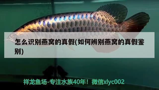 金龍魚和什么魚混養(yǎng)最好一般養(yǎng)幾條（關(guān)于金龍魚混養(yǎng)的最佳搭配及數(shù)量建議） 龍魚百科 第4張