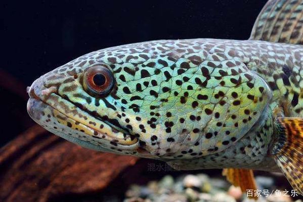 巴卡雷龍魚幼魚活餌選擇指南（巴卡雷龍魚幼魚活餌選擇指南巴卡雷龍魚幼魚活餌選擇指南） 觀賞魚市場（混養(yǎng)魚） 第5張