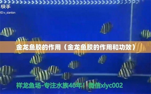 金龍魚膠的作用是什么呢（金龍魚膠與其他膠原蛋白產(chǎn)品的選購(gòu)技巧有哪些） 龍魚百科 第2張