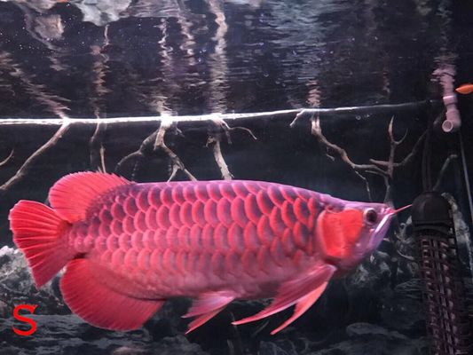 成熟紅龍魚活餌選擇指南（成熟紅龍魚活餌選擇指南，成熟紅龍魚活餌選擇技巧） 觀賞魚市場（混養(yǎng)魚） 第4張