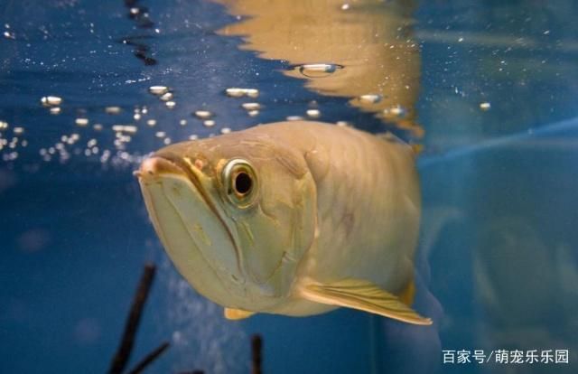 龍魚如何喂食最好（如何為龍魚提供最佳的喂食方式） 龍魚百科 第4張