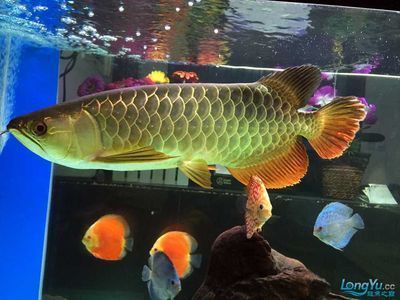 金龍魚來源（金龍魚名稱的文化寓意解析） 龍魚百科 第3張