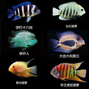 噴點(diǎn)菠蘿魚活餌選擇指南（噴點(diǎn)菠蘿魚活餌的選擇指南） 觀賞魚市場（混養(yǎng)魚） 第2張