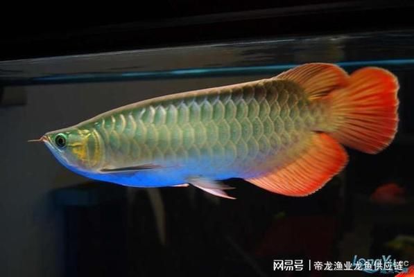 龍魚鑒別要點有哪些方法（紅龍,青龍,美洲龍魚,澳洲龍魚,非洲龍魚,龍魚飼養(yǎng)環(huán)境要求詳解） 龍魚百科 第3張