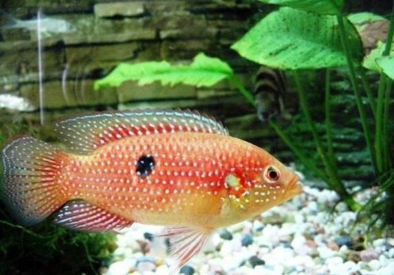 馬拉莫寶石魚(yú)繁殖條件（馬拉莫寶石魚(yú)的繁殖條件） 觀賞魚(yú)市場(chǎng)（混養(yǎng)魚(yú)） 第1張