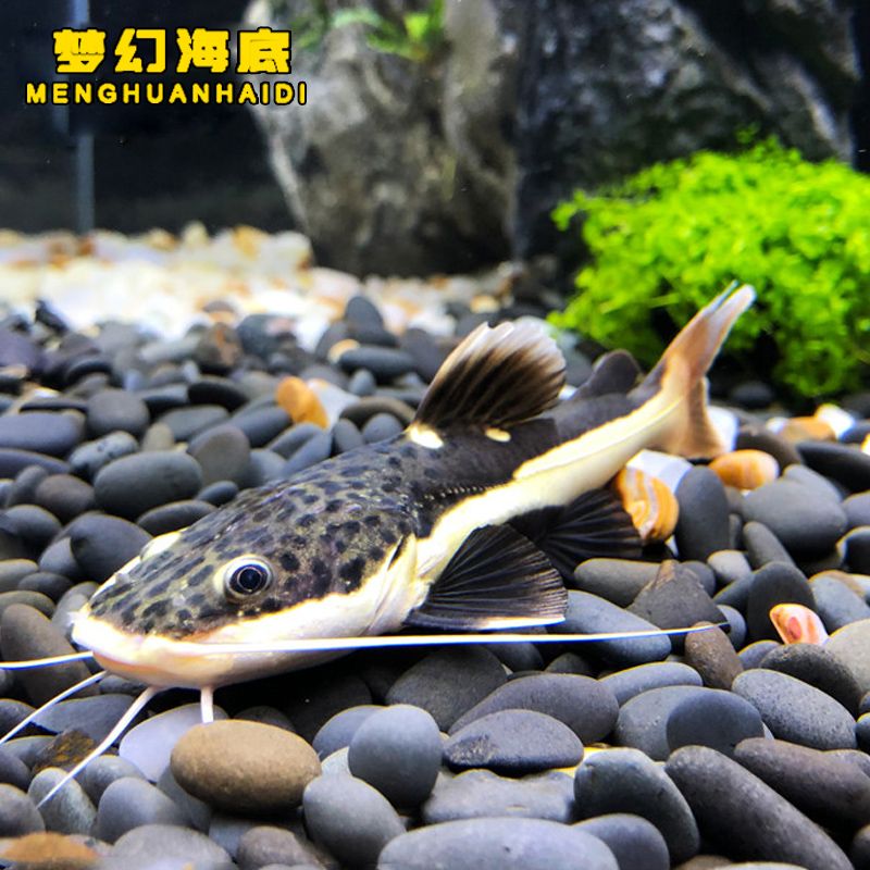 招財(cái)貓魚苗成長(zhǎng)期的護(hù)理要點(diǎn)（招財(cái)貓魚苗成長(zhǎng)期護(hù)理要點(diǎn)） 觀賞魚市場(chǎng)（混養(yǎng)魚） 第4張