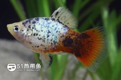 月光魚繁殖環(huán)境的詳細要求（月光魚的繁殖環(huán)境的詳細要求） 觀賞魚市場（混養(yǎng)魚） 第5張