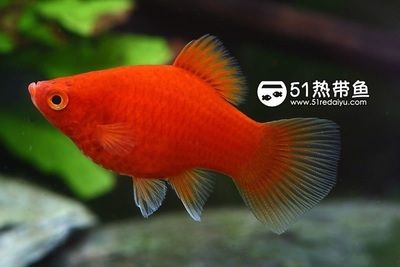 月光魚繁殖環(huán)境的詳細要求（月光魚的繁殖環(huán)境的詳細要求） 觀賞魚市場（混養(yǎng)魚） 第4張