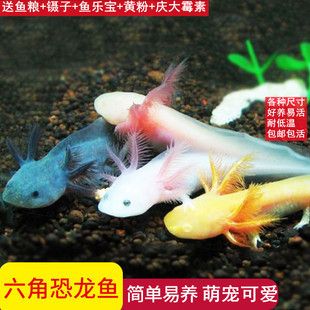 六角恐龍魚難養(yǎng)嗎（六角恐龍魚養(yǎng)殖注意事項，六角恐龍魚養(yǎng)殖難度并不高） 龍魚百科 第2張