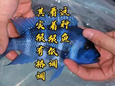 薩伊藍(lán)配龍魚（薩伊藍(lán)和龍魚可以混養(yǎng)嗎？） 龍魚百科 第2張