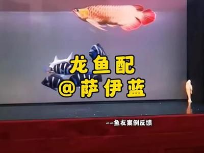 薩伊藍(lán)配龍魚（薩伊藍(lán)和龍魚可以混養(yǎng)嗎？） 龍魚百科 第5張