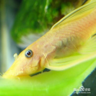 女王大帆魚繁殖期飼料選擇（女王大帆魚繁殖期水質管理技巧女王大帆魚繁殖飼料自制方法） 觀賞魚市場（混養(yǎng)魚） 第3張