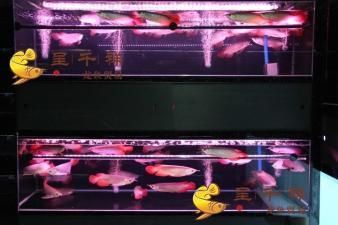 泰國虎魚魚缸布置技巧（泰國虎魚魚缸布置技巧：泰國虎魚混養(yǎng)搭配策略） 觀賞魚市場（混養(yǎng)魚） 第3張