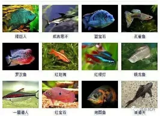 非洲觀賞魚品種大全（非洲觀賞魚養(yǎng)殖技巧） 觀賞魚市場（混養(yǎng)魚） 第5張