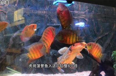 菠蘿魚繁殖常見問題（菠蘿魚繁殖水溫控制方法，菠蘿魚繁殖疾病預(yù)防策略） 觀賞魚市場（混養(yǎng)魚） 第2張