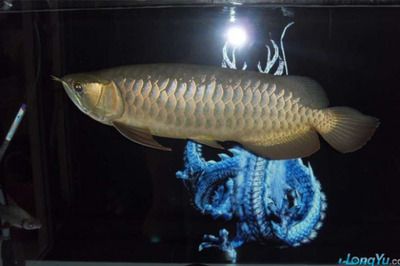 藍(lán)底金龍魚用什么背景顏色好（攝影師選擇藍(lán)底金龍魚的背景顏色時需要考慮哪些因素） 水族問答 第3張