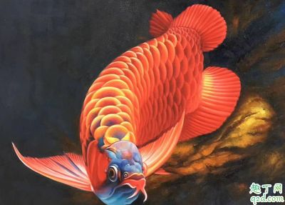 龍魚的食性（龍魚的飼養(yǎng)技術(shù)） 龍魚百科 第2張